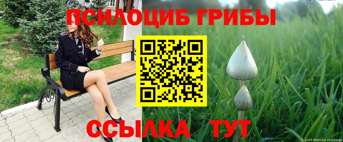 Псилоцибиновые грибы Psilocybe Гатчина
